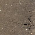 Sea Sand 005