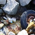 Debris Garbage 011