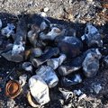 Debris Garbage 012