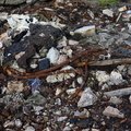Debris Garbage 003