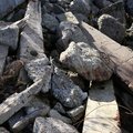Debris Garbage 008