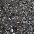 Sea Seashell 024