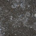 Sea Seashell 025