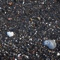 Sea Seashell 026