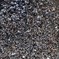 Sea Seashell 018