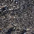 Sea Seashell 019