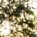 Bokeh 022