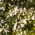 Bokeh 023