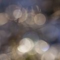 Bokeh 015