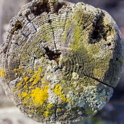 Nature Tree Rings