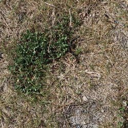 Nature Grass Dry