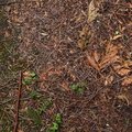 Debris Wood Chips 006