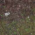Debris Wood Chips 007