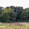 Nature Edge 006