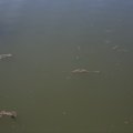 Debris Water 002