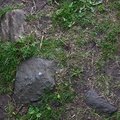 Soil Stoned 022
