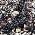 Sea Seaweed 020