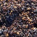 Sea Seaweed 021