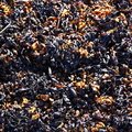 Sea Seaweed 022