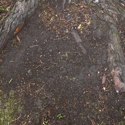 Nature Tree Roots