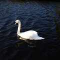 Fauna Bird 002