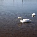Fauna Bird 003