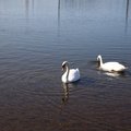 Fauna Bird 004