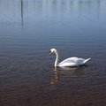 Fauna Bird 005