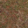 Nature Grass Flowers 019