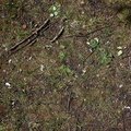 Nature Grass Flowers 020