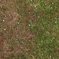 Nature Grass Flowers 022