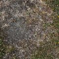 Nature Grass Flowers 016