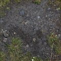 Soil Stoned 025