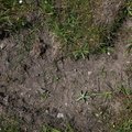 Soil Stoned 026