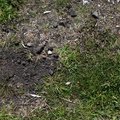 Soil Stoned 027
