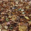 Ground Leaves 002