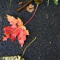 Ground Leaves 003