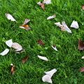 Ground Leaves 004