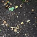 Ground Leaves 006