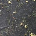 Ground Leaves 007