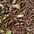 Ground Leaves 008