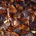 Ground Leaves 009