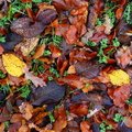Ground Leaves 011