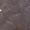 Sea Sand 019