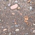 Soil Stoned 032