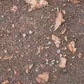 Soil Stoned 028