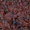 Ground Leaves 14