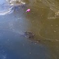 Debris Water 008