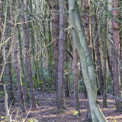 Nature Forest