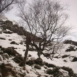 Nature Trees